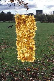 Goldsworthy gold