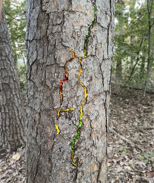 Stiudent Goldsworthy15