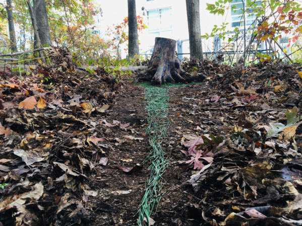 Stiudent Goldsworthy9